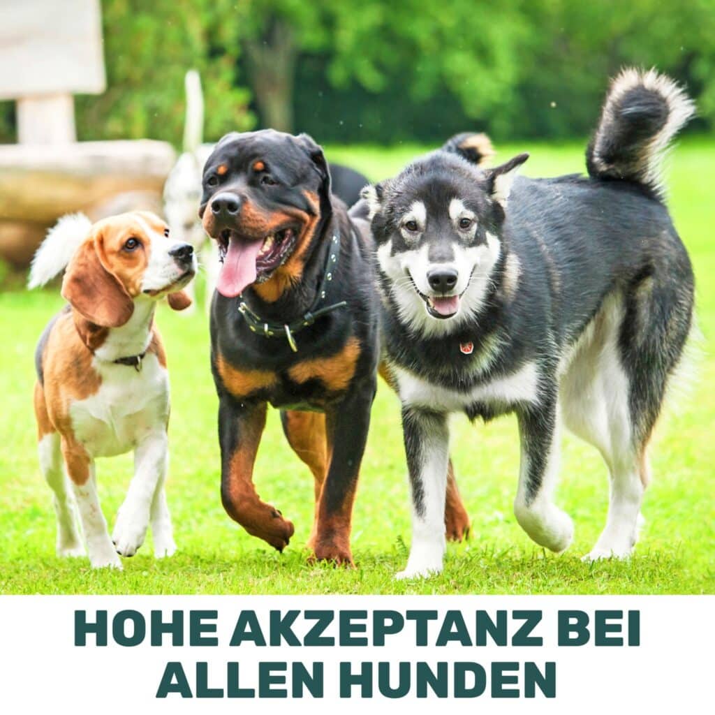 grunlippmuschelpulver-1884435